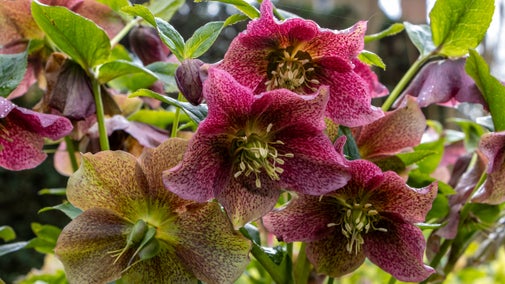 a close up view of dark pink early spring flowers